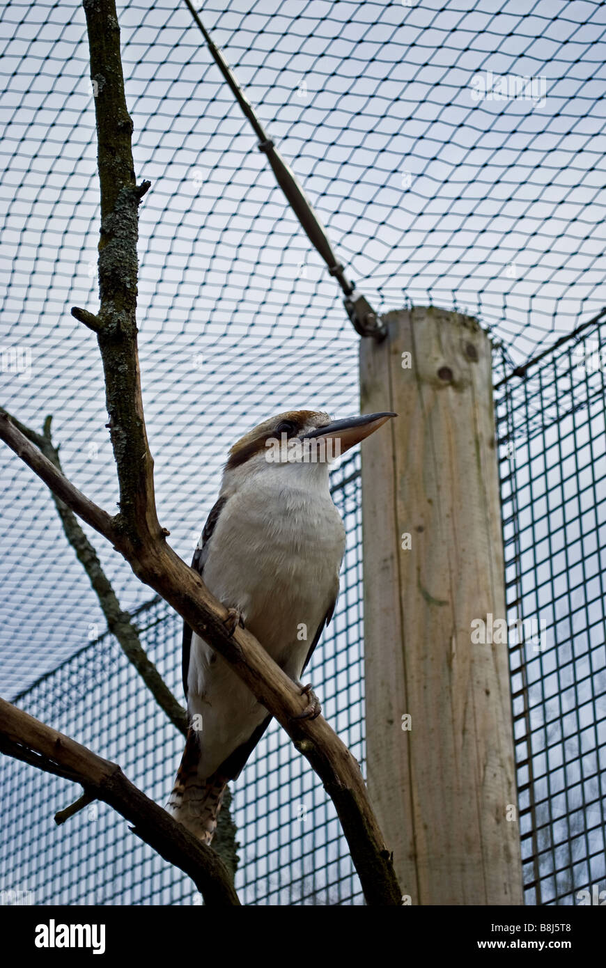 Kookaburra sits in captivity Stock Photo