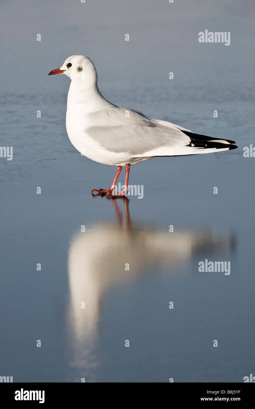 An adult winter plumage Black headed Gull on the surface of an icy pool Stock Photo