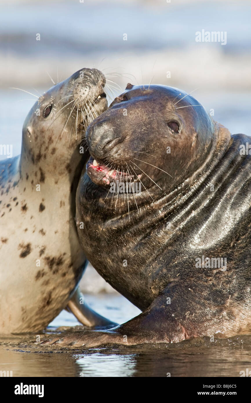 Grey Seals courtship Stock Photo Alamy
