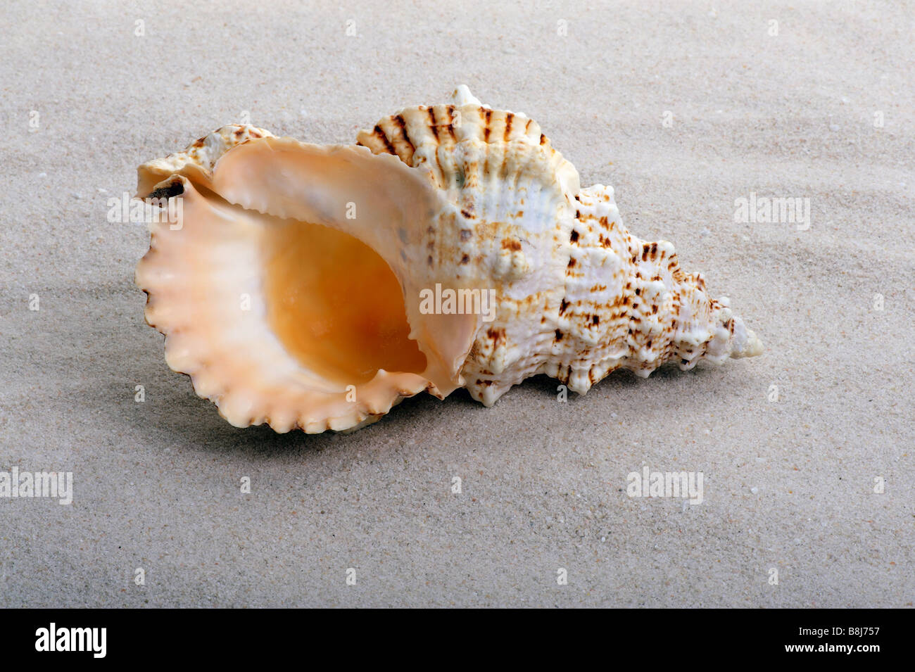 One big shell on the sand background Stock Photo