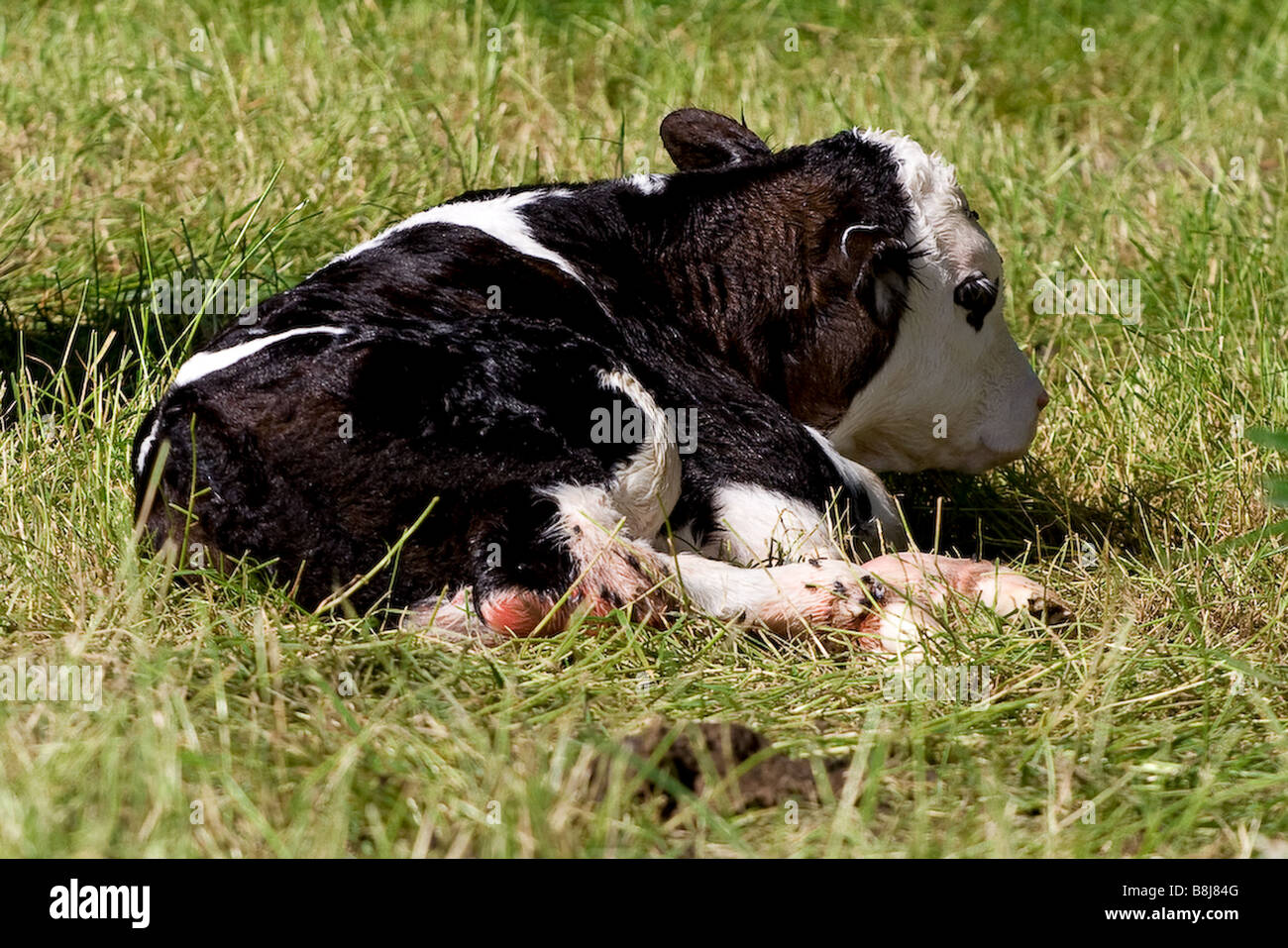 Newborn Calf in field Stock Photo - Alamy