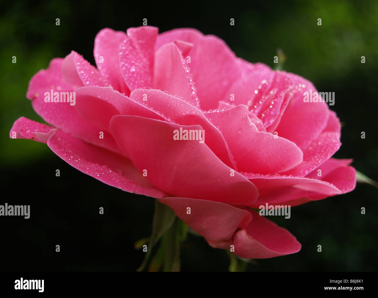 Single pink rose in soft hi-res stock photography and images - Alamy