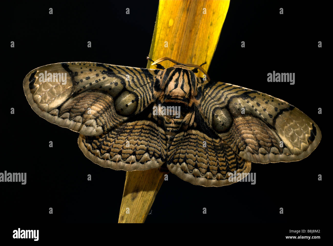 Owl Moth Brahmaea wallichii Stock Photo
