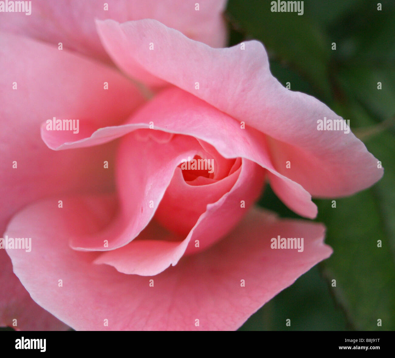 Pale pink single roses hi-res stock photography and images - Alamy
