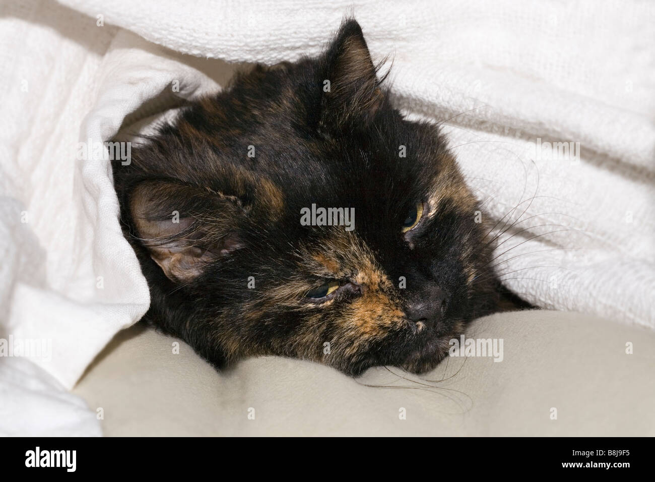Cat under cover Stock Photo