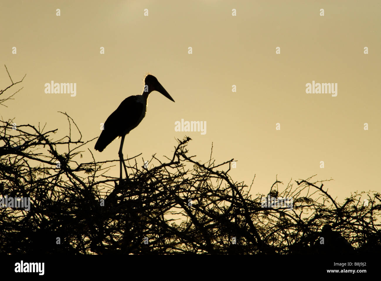 Marabou Stork Leptoptilos crumeniferus Lake Awasa Ethiopia Stock Photo