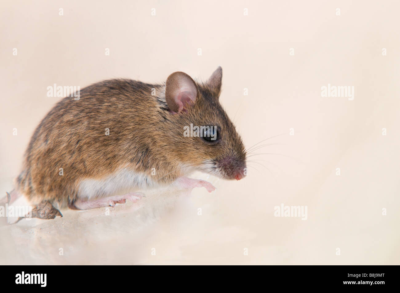 A wood mouse against a plain background Stock Photo