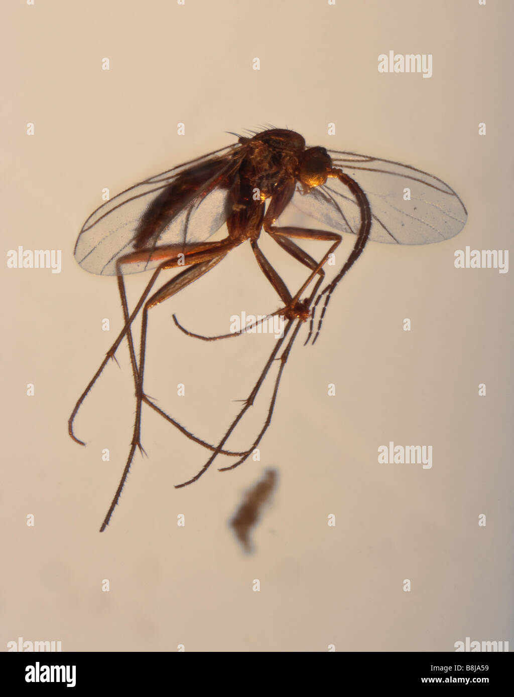 Wasp Fly in Amber Ancient Rain Forest Miocene 23 MYA Boyaca Province Columbia South America Stock Photo