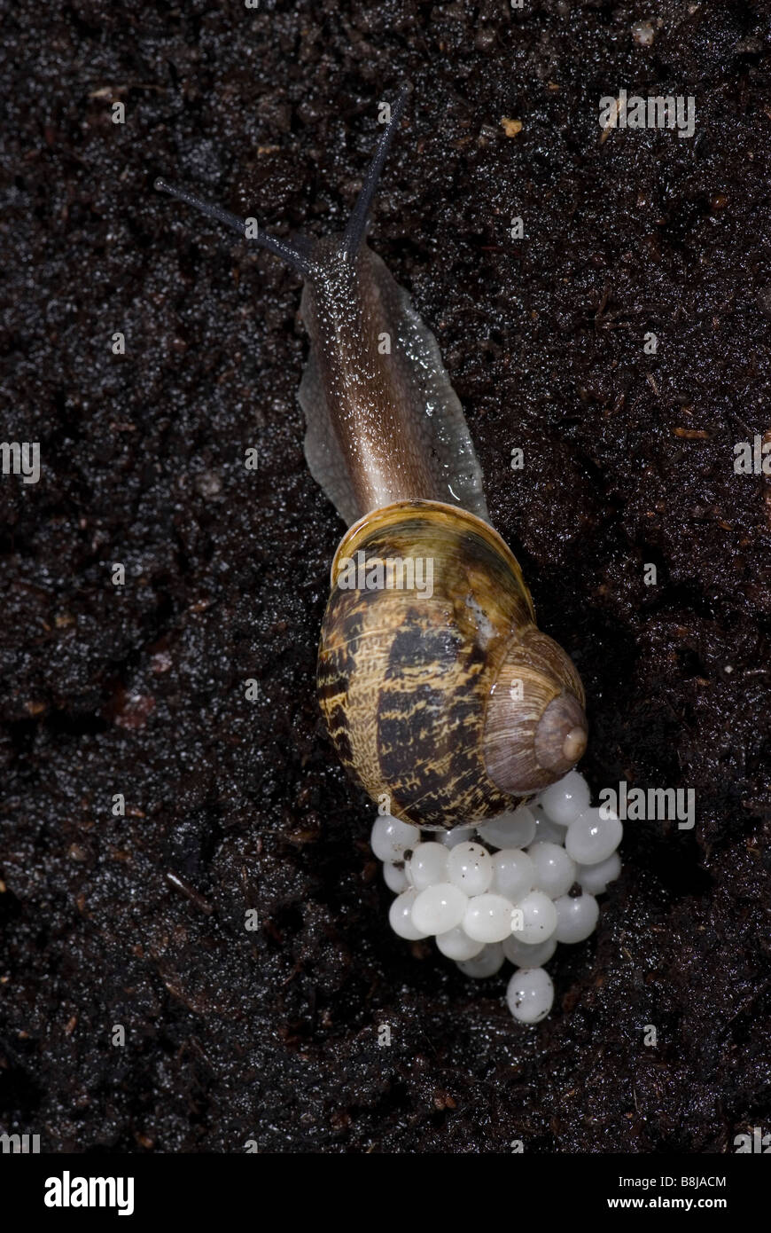 Snail eggs hires stock photography and images Alamy