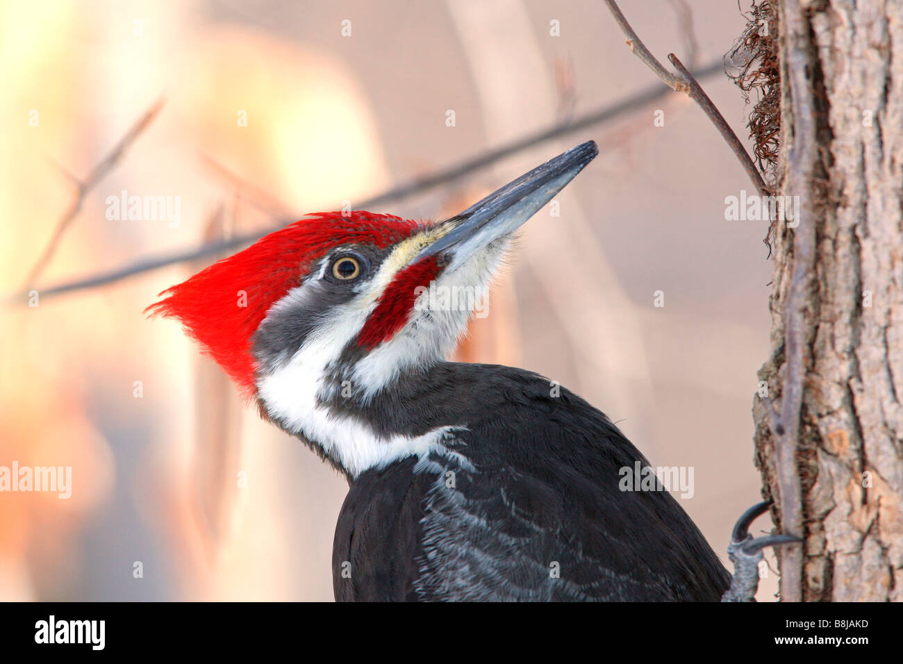 Pileated Woodpecker Close Up Stock Photo Alamy