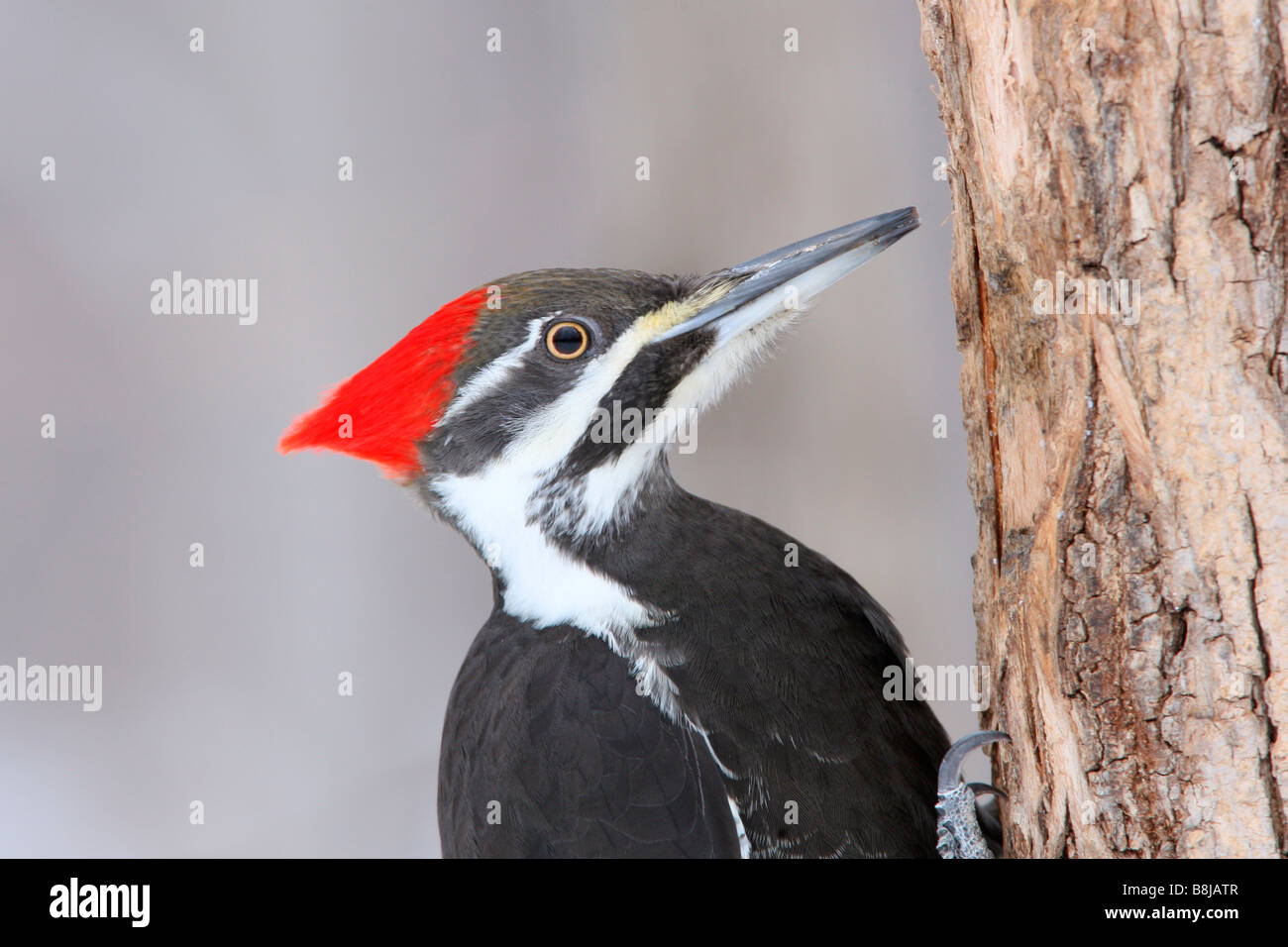 Female Pileated Woodpecker Close Up Stock Photo