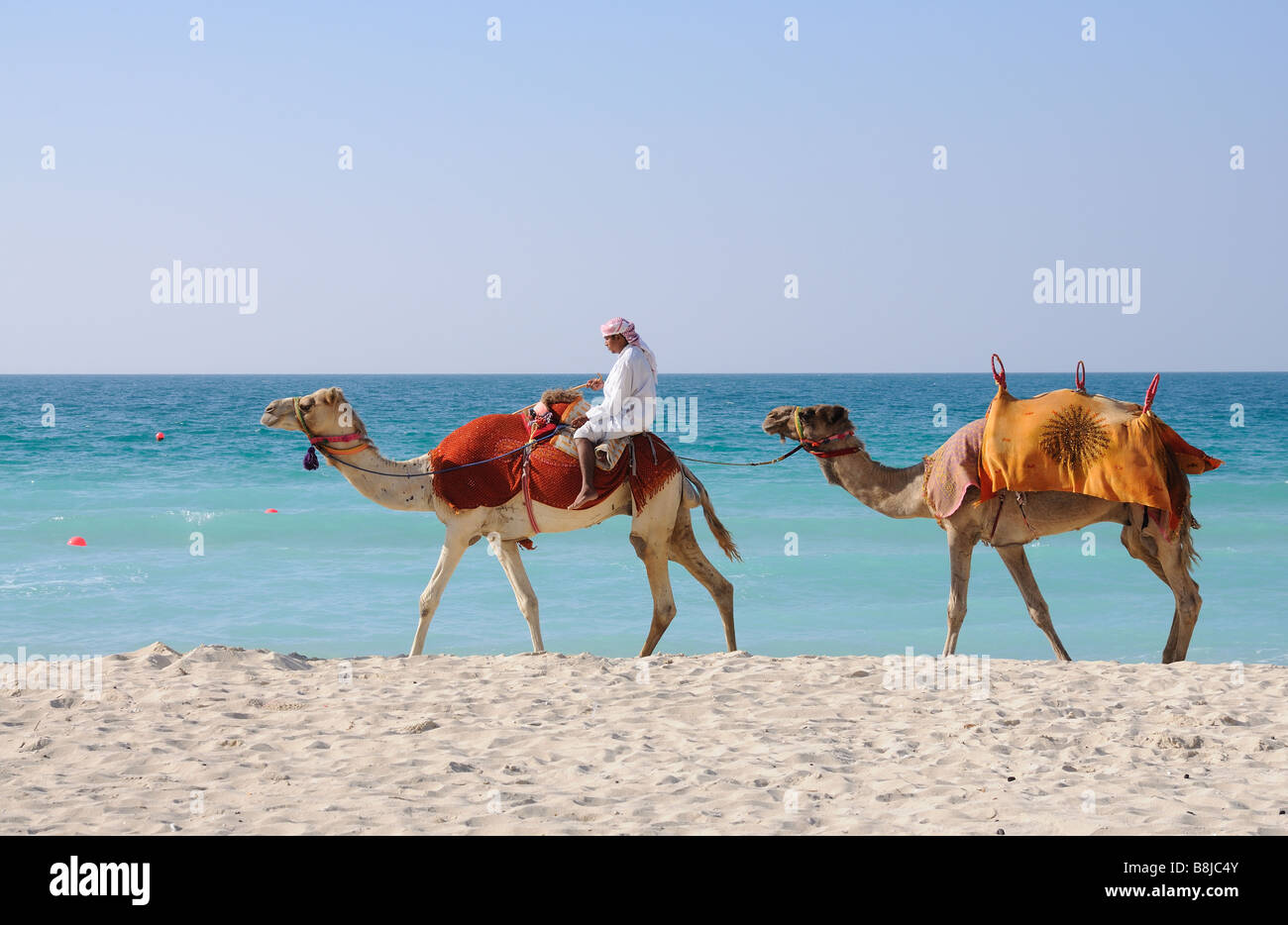 Bedouin with camels on the beach in Dubai Stock Photo