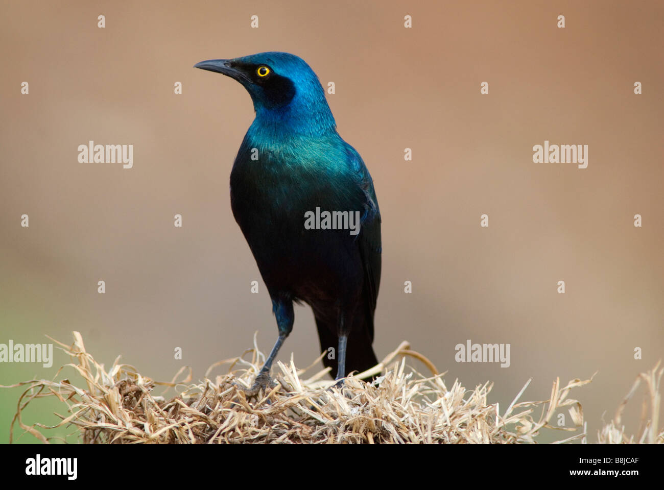 Lesser Blue Eared Starling Lamprotornis chalybaeus Ethiopia Stock Photo