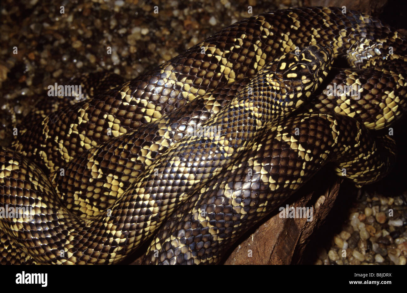 Lampropeltis Getula Getula Stock Photo Alamy