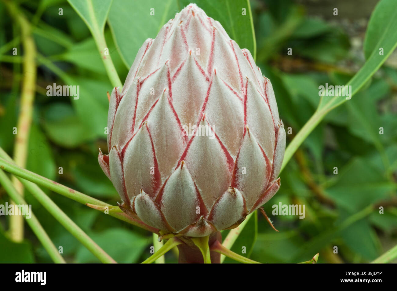 Protea Flower in bud Stock Photo Alamy