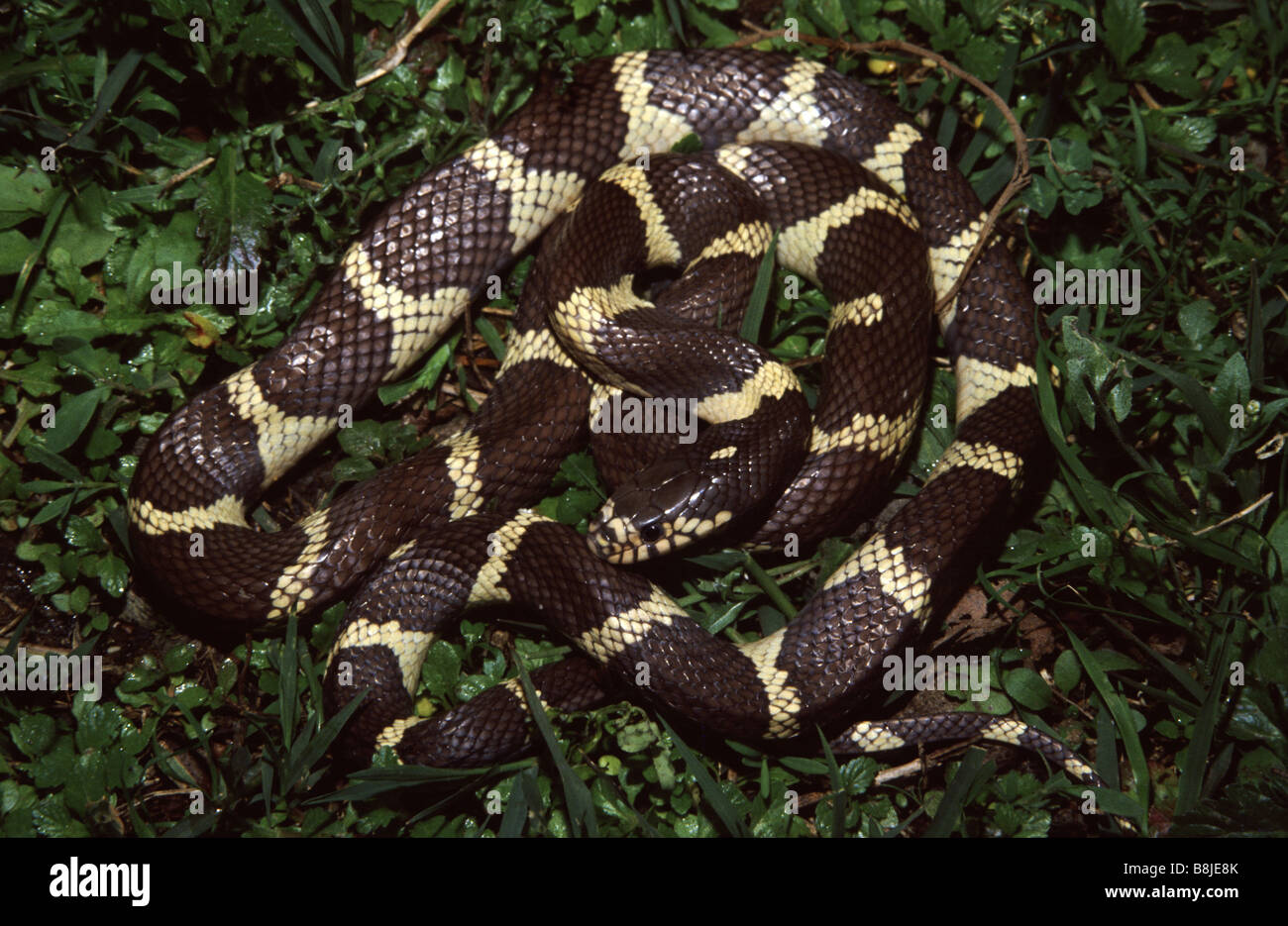 Lampropeltis getula californiae Stock Photo Alamy