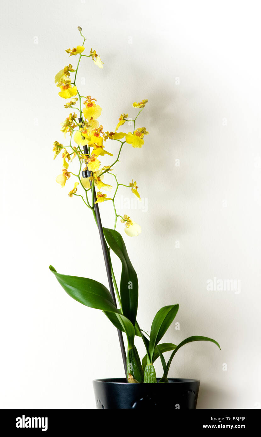 Beautiful Yellow Orchid (Oncidium flexuosum) in a pot against a white background Stock Photo
