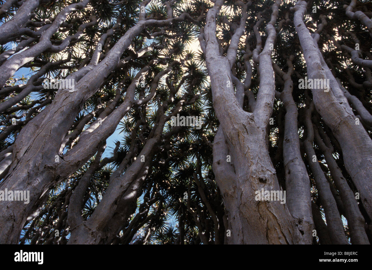 Dragon blood tree branches hi-res stock photography and images - Alamy