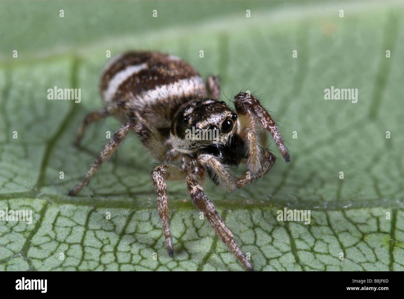 Zebra Jumping Spider Salticus scenicus UK Stock Photo Alamy