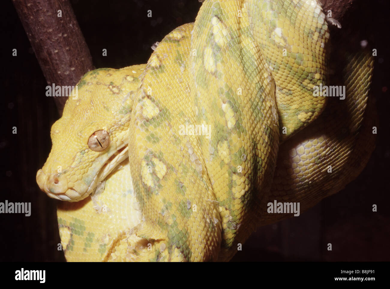 Young Morelia viridis Stock Photo - Alamy