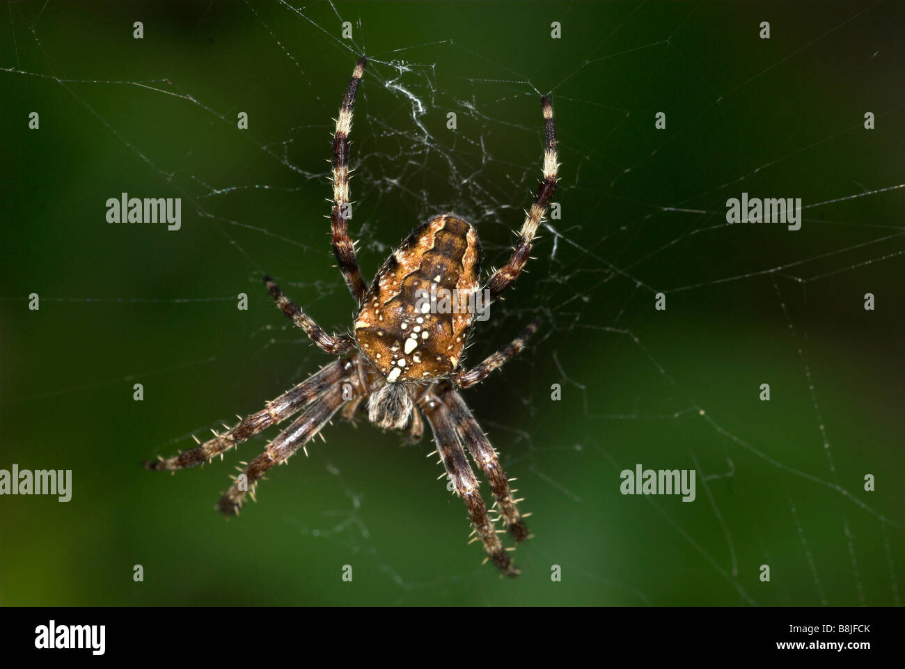 Garden Spider on Web Araneus diadematus UK Stock Photo - Alamy