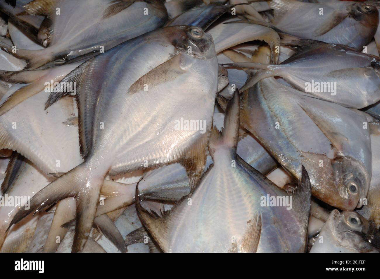 Fish for sale interior of SAFMA fish market Kota Kinabalu 