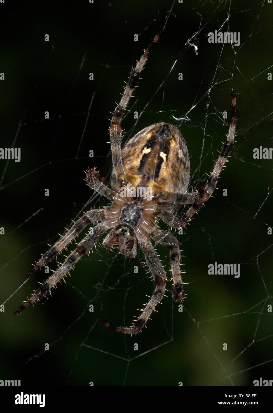 Garden Spider on Web Araneus diadematus UK Stock Photo - Alamy