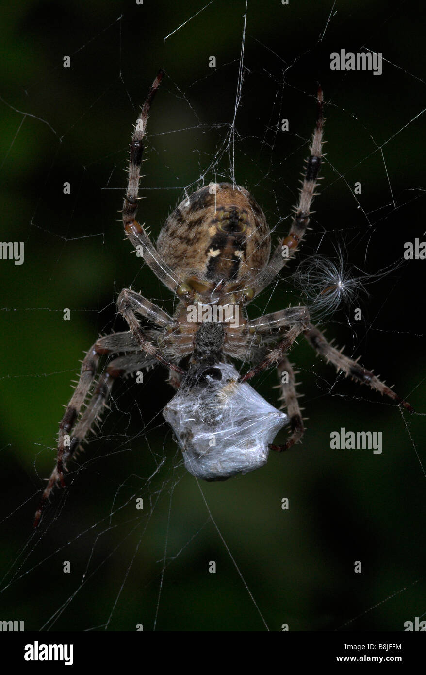 Garden Spider on Web Araneus diadematus UK Stock Photo - Alamy