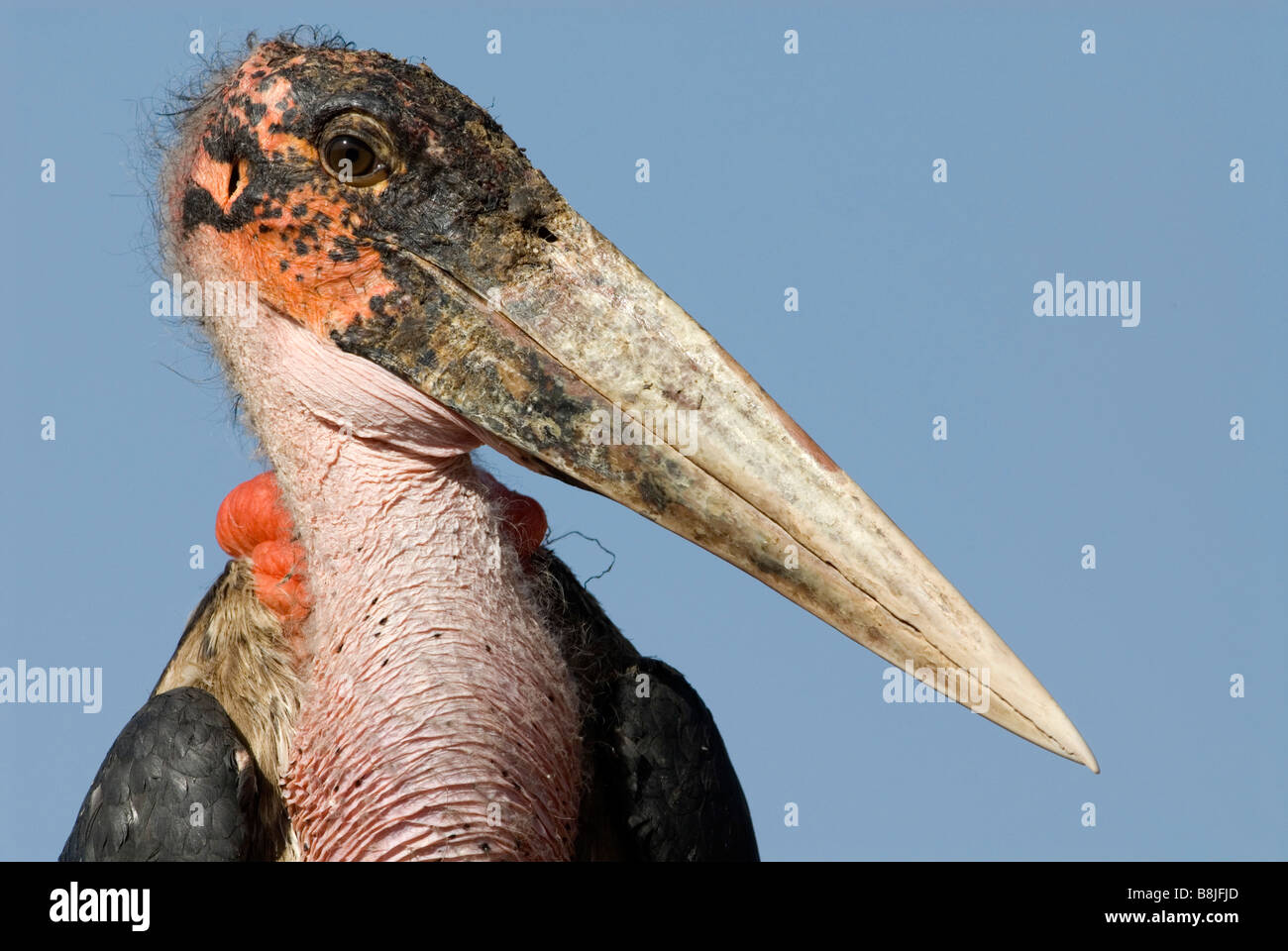 Marabou Stork Leptoptilos crumeniferus Lake Awasa Ethiopia Stock Photo