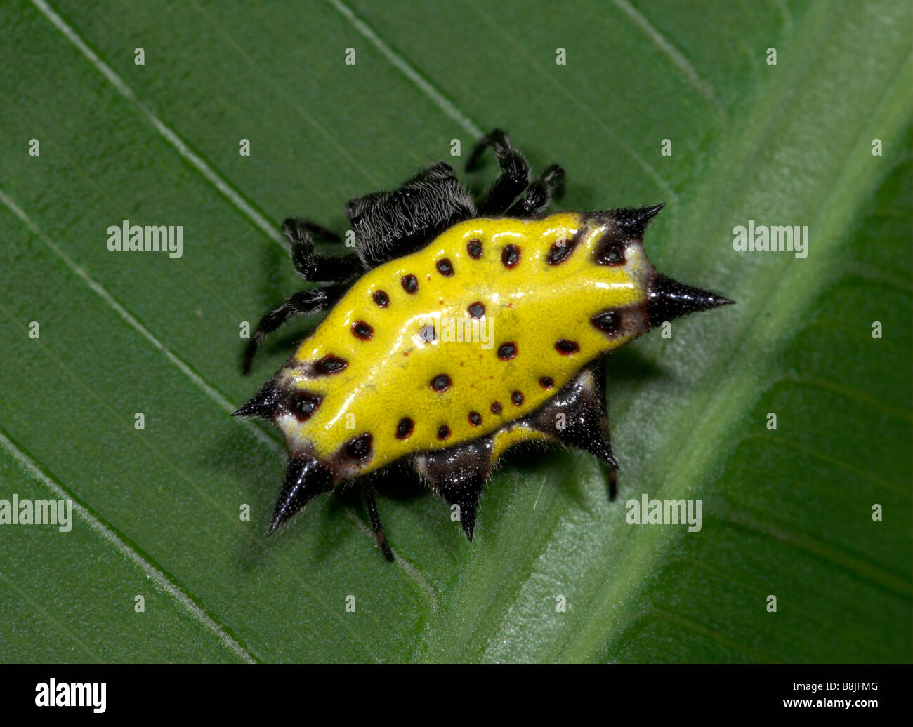 Spinybacked Orbweaver Spider Gasteracantha Cancriformis Costa Rica Stock Photo Alamy