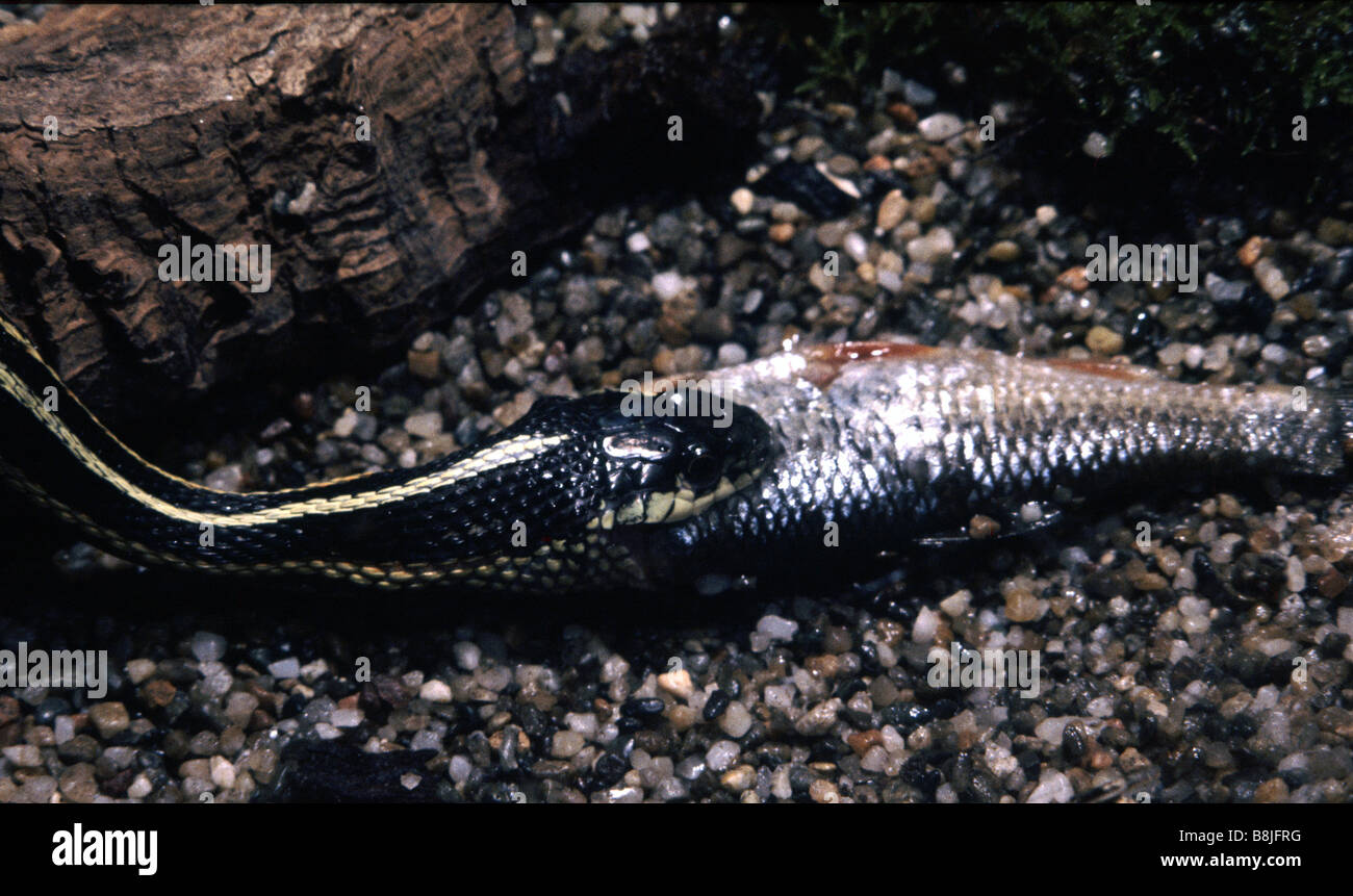 Garter snake eating hires stock photography and images Alamy