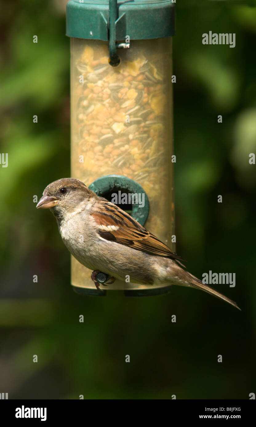 House sparrow Passer domesticus UK Stock Photo