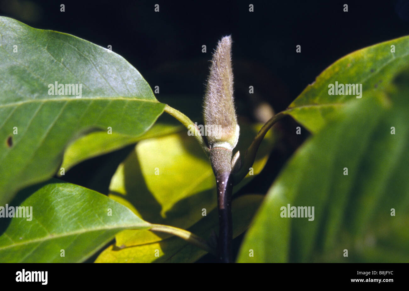 Magnolia Lennei Magnoliaceae seed pods Stock Photo