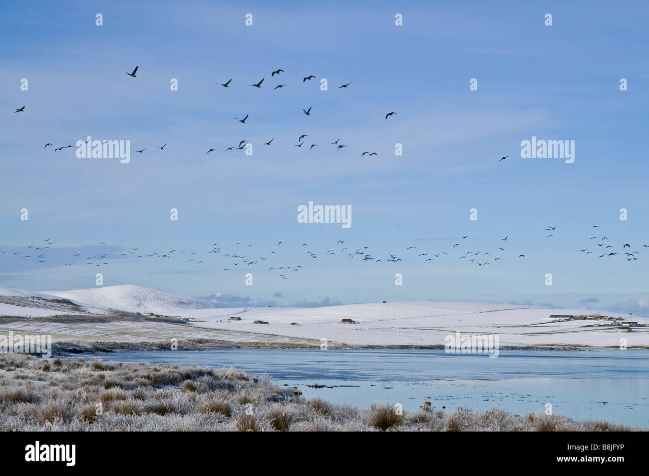 dh  STENNESS ORKNEY Wild geese anser flock in flight snowscape flying scottish winter goose flocks loch scotland birds wildfowl snow scene wildlife Stock Photo