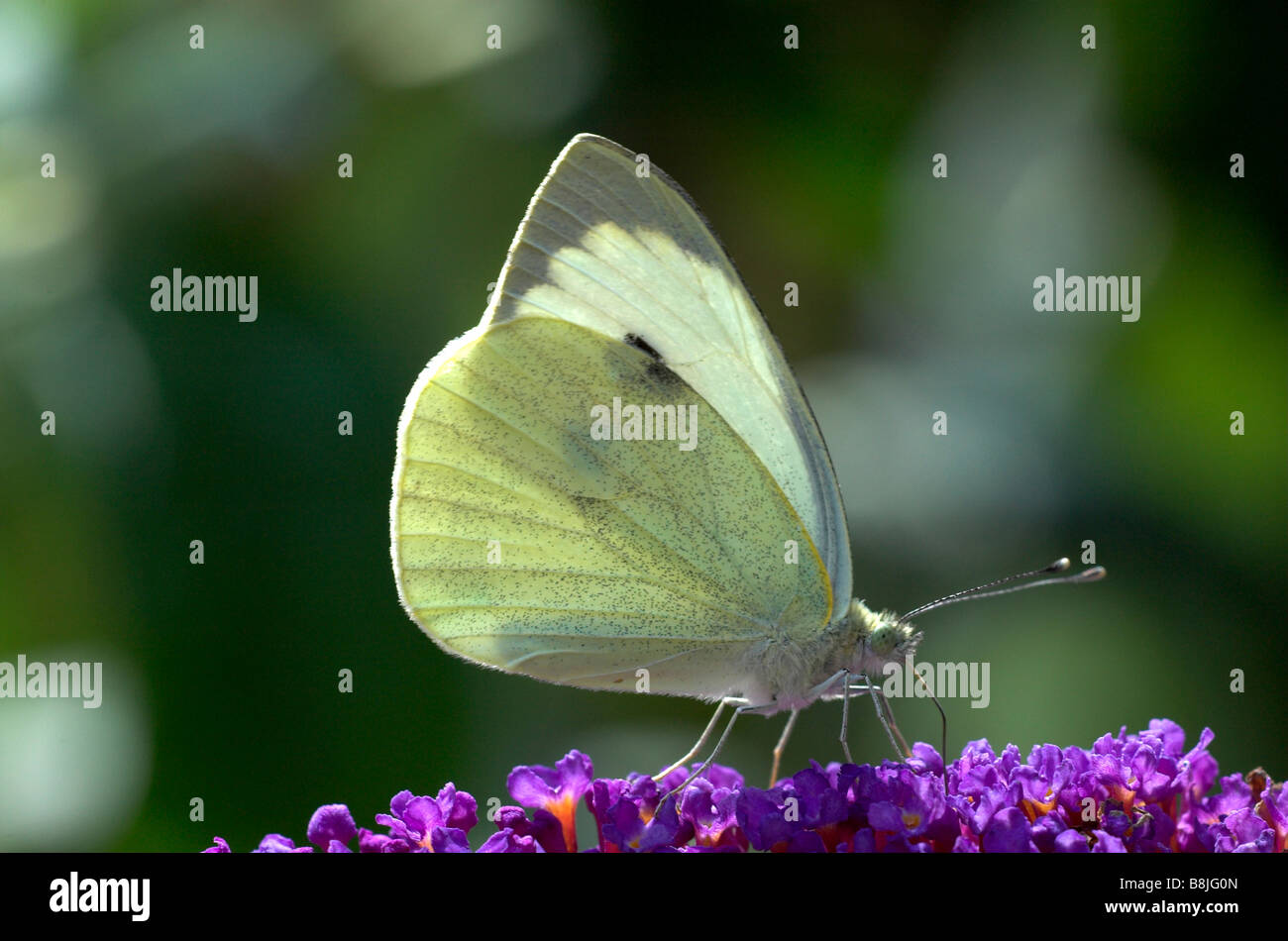Large / Cabbage White Butterfly Pieris brassicae UK Stock Photo Alamy