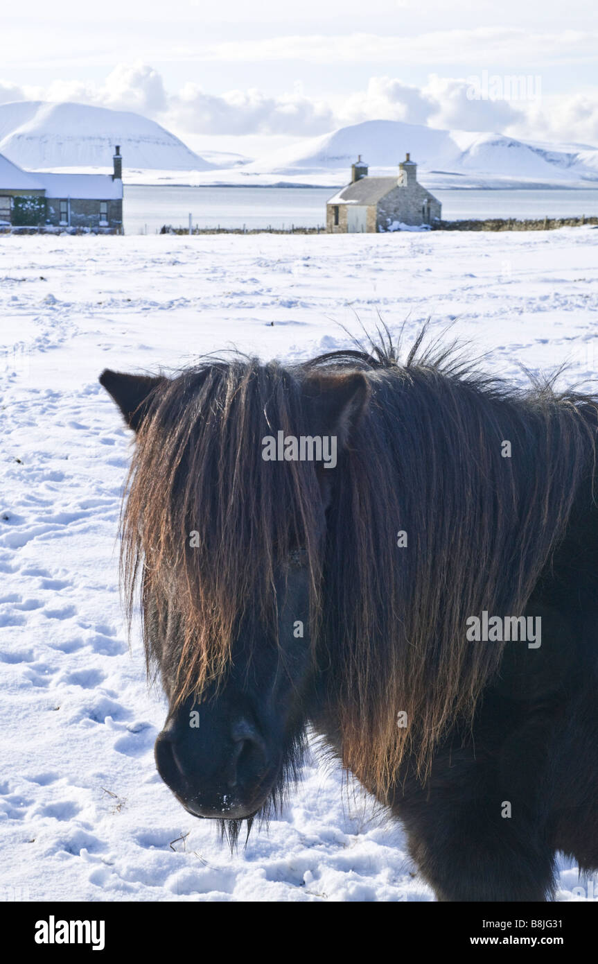 dh Bay of Ireland STENNESS ORKNEY Shetland pony wintery white snow fields wintertime winter Stock Photo