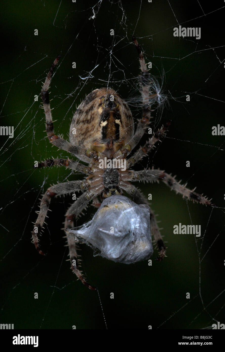 Garden Spider on Web Araneus diadematus UK Stock Photo - Alamy