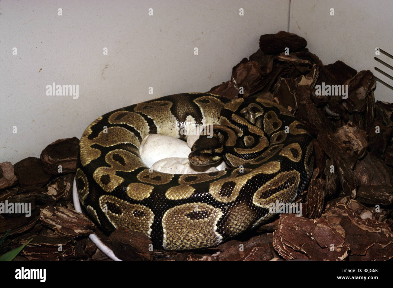 Female Python regius brooding of the eggs Stock Photo - Alamy