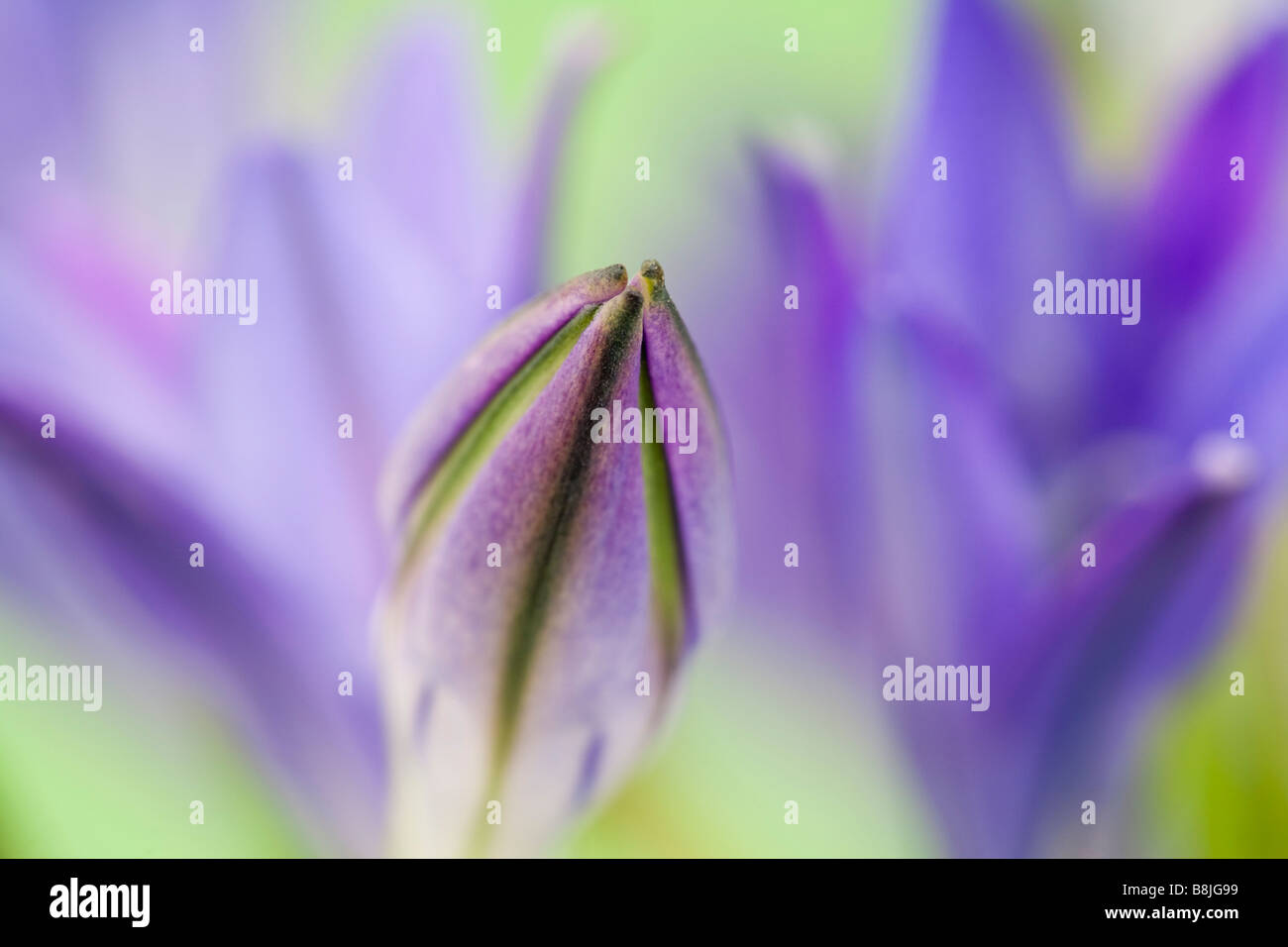 Triteleia laxa or Brodiaea laxa unopened pale purple blue flower in close up softly diffused Stock Photo
