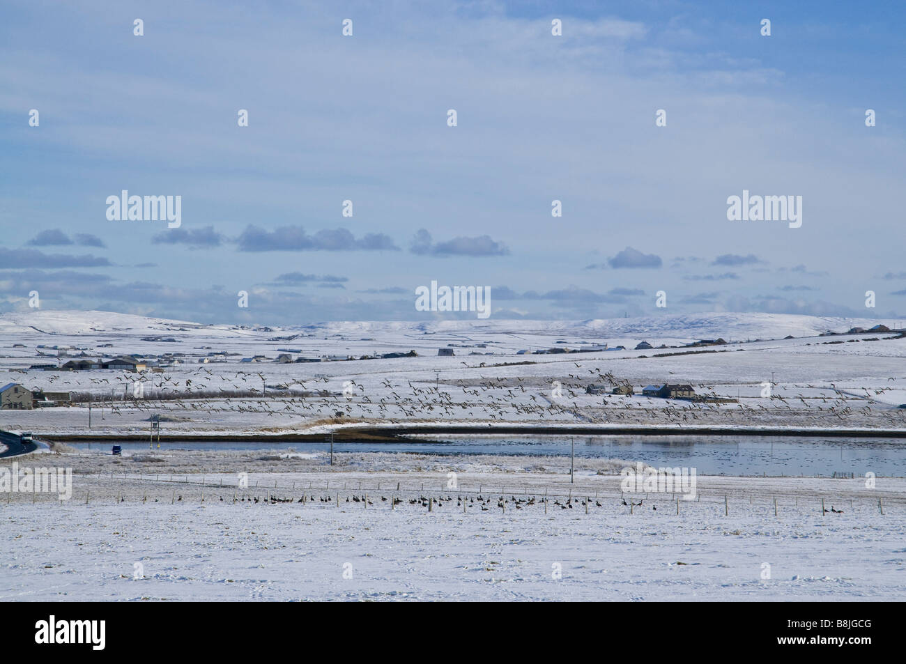 dh Bridge of  Waithe STENNESS ORKNEY Geese flock taking of wintery white snow fields anser anser greylag orkneys winter snowscape flocking swarms uk Stock Photo