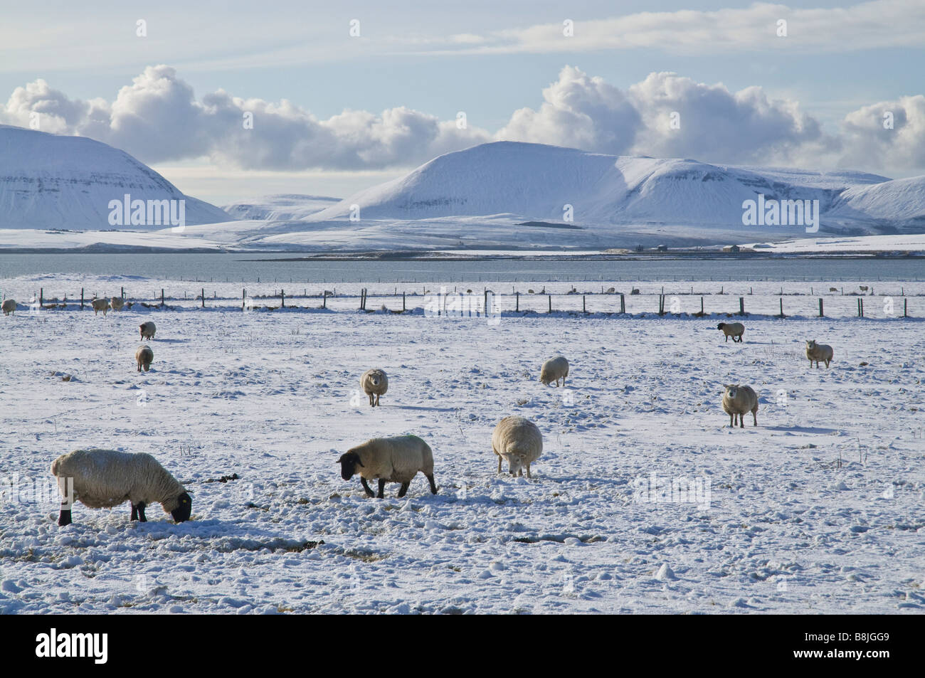 dh Bay of Ireland STENNESS ORKNEY Sheep flock grazing wintery white snow fields Hoy hills Stock Photo