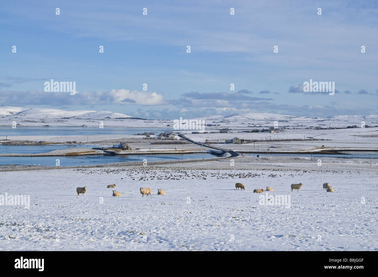 dh Bridge of  Waithe STENNESS ORKNEY Sheep grazing wintery white snow fields and geese flock anser anser Stock Photo