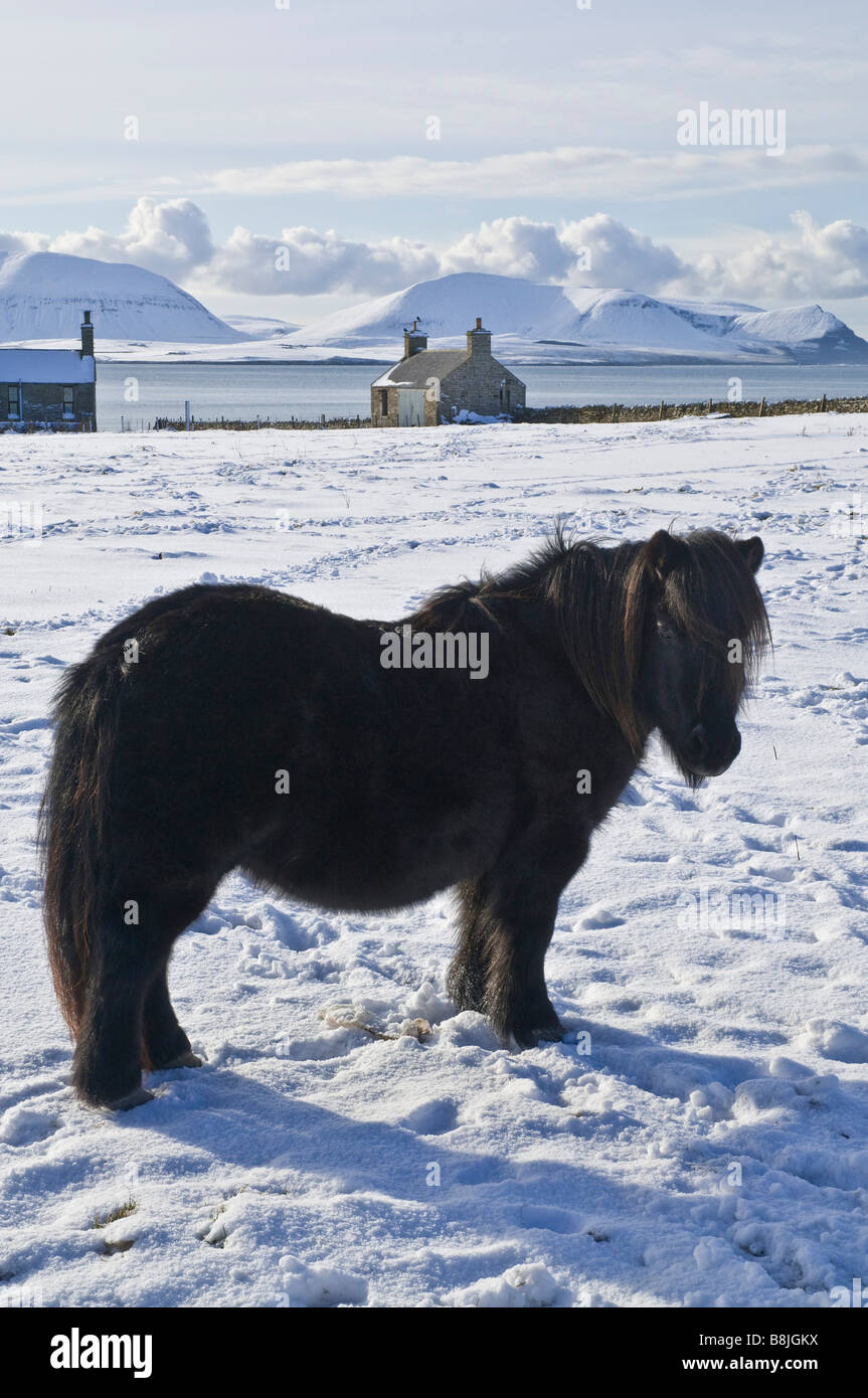 dh Shetland pony winter STENNESS ORKNEY wintery white snow fields animal thoroughbred Stock Photo