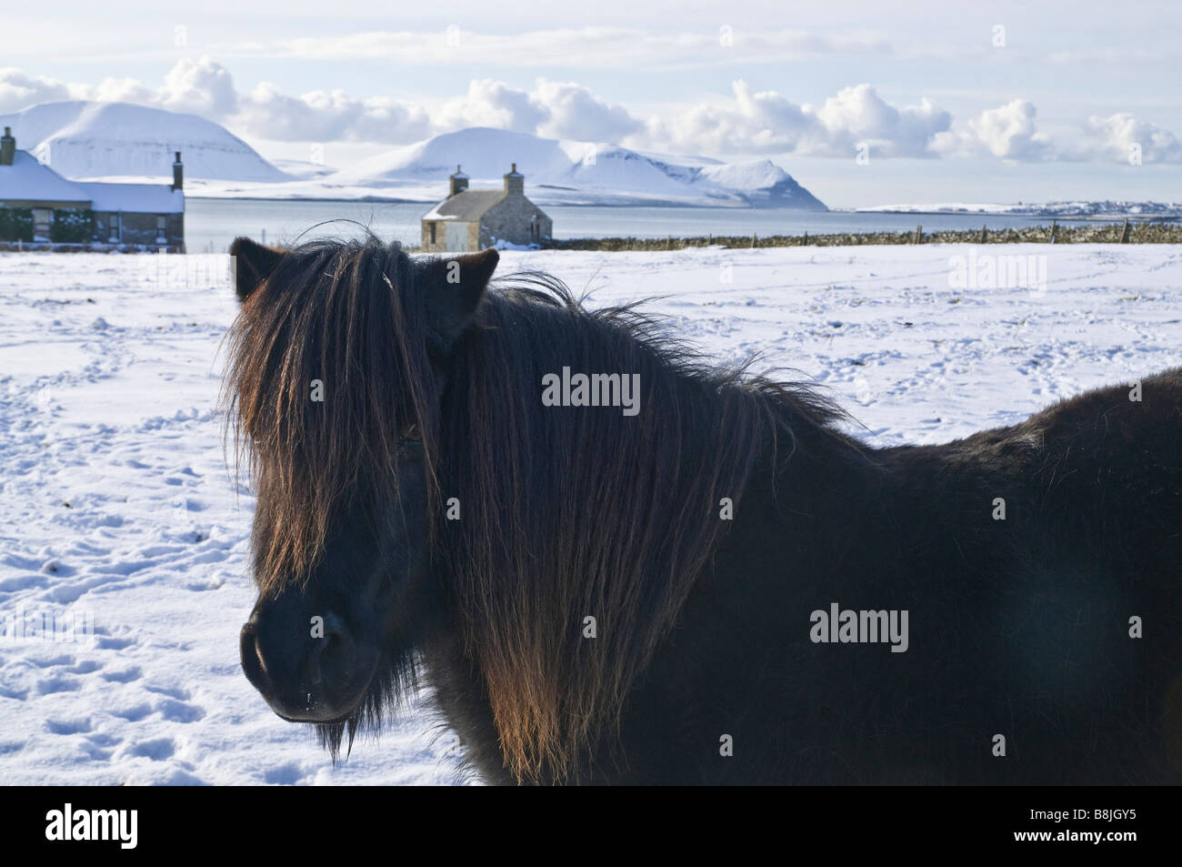 dh Shetland pony wintery STENNESS ORKNEY White snow fields Scapa Flow Hoy hills Stock Photo