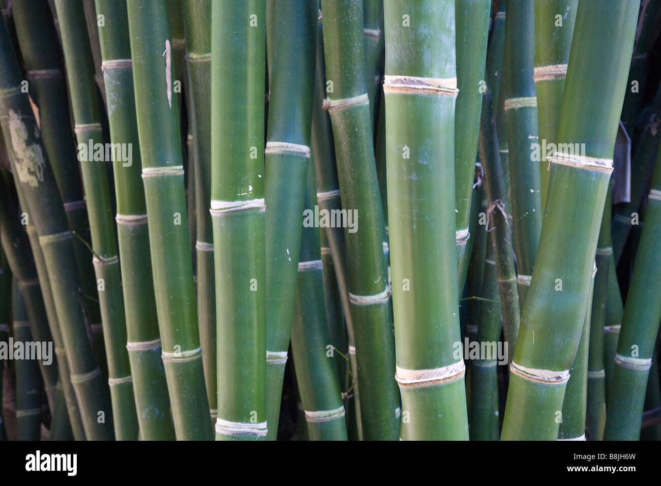 Bamboo at Kanapaha Botanical Gardens in Gainesville Florida Stock Photo ...