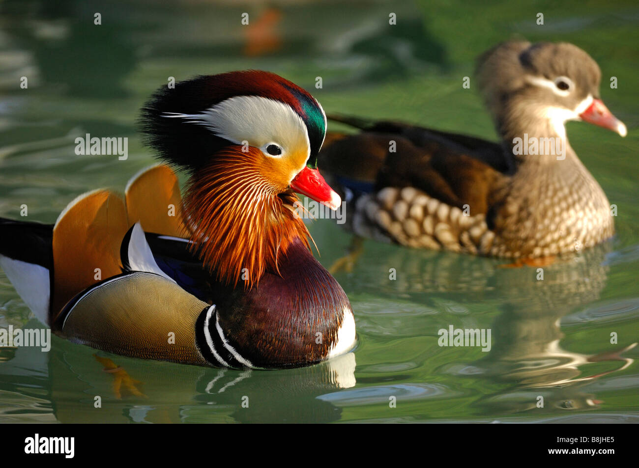 Couple of Mandarin Ducks Aix galericulata Stock Photo