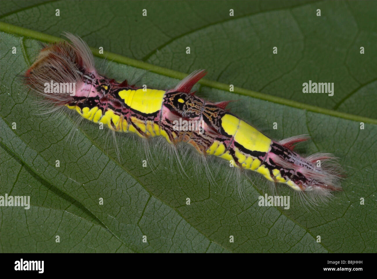 Morpho peleides Butterfly Caterpillar 4th instar USA Stock Photo