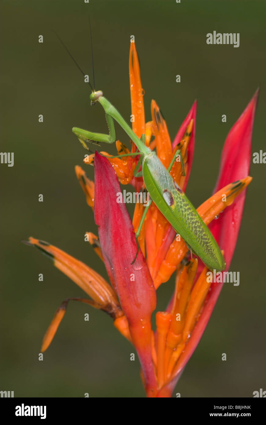 Praying Mantis Costa Rica Stock Photo