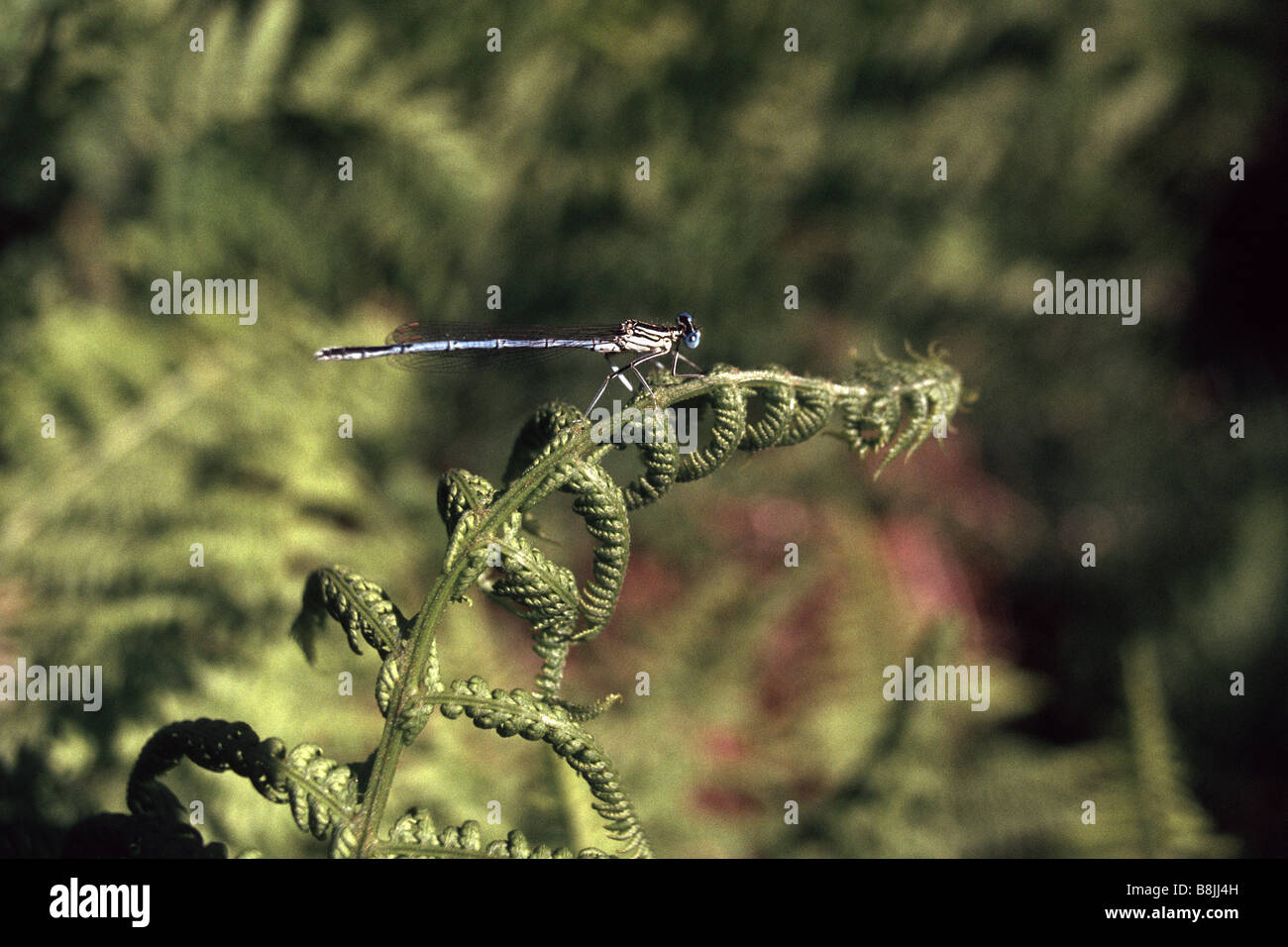 Platycnemis pennipes - White-legged Damselfly male Stock Photo - Alamy