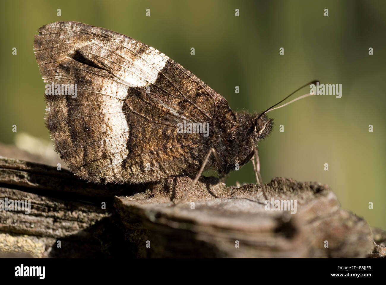 Rock Grayling Butterfly (Hipparchia alcyone Stock Photo Alamy